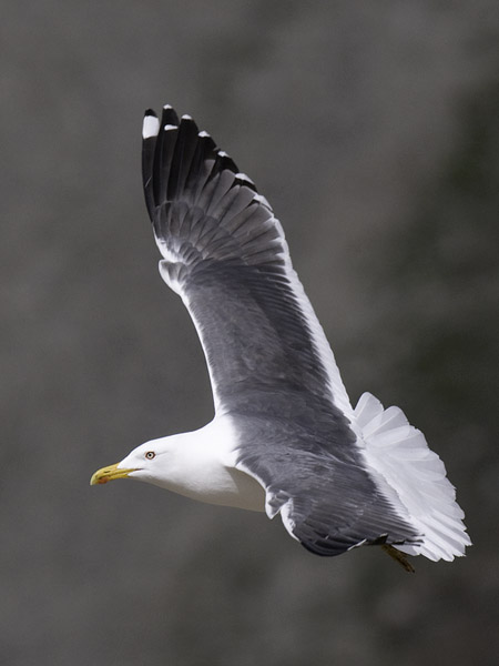 Selkälokki, Lesser Black-backed Gull, Larus fuscus