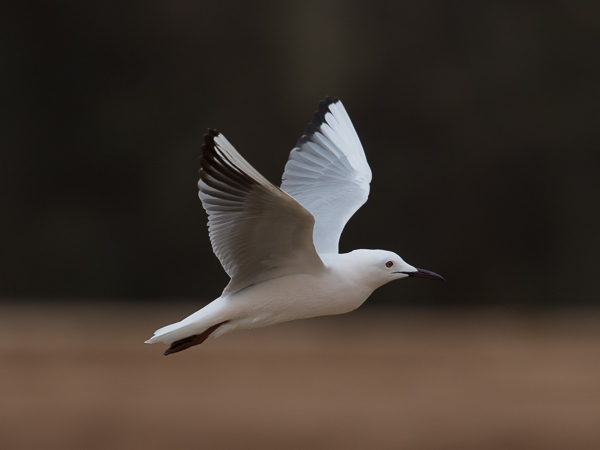 Kaitanokkalokki, Slender-billed Gull, Larus genei