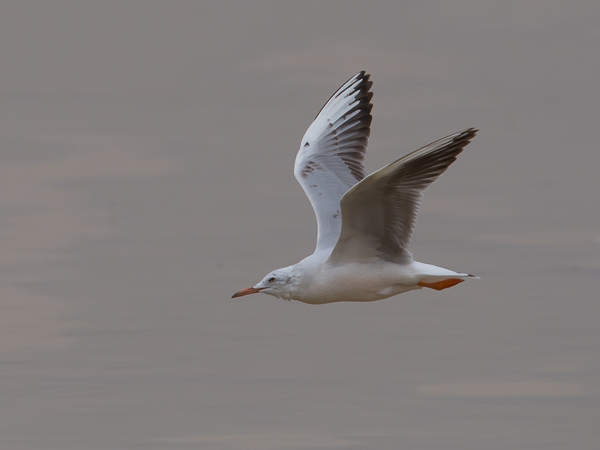 Kaitanokkalokki, Slender-billed Gull, Larus genei