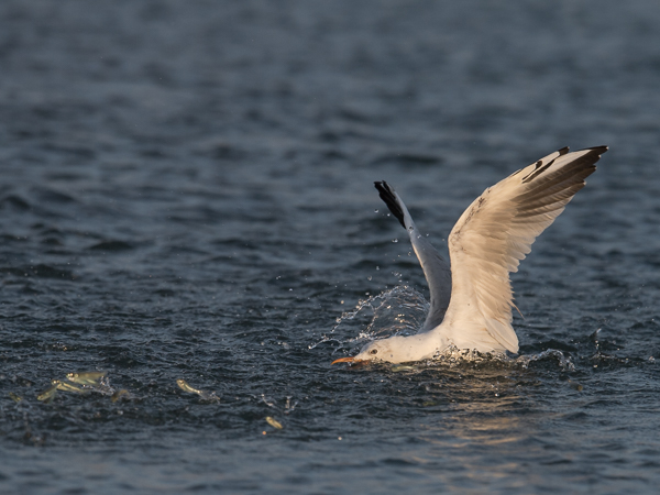 Kaitanokkalokki, Slender-billed Gull, Larus genei