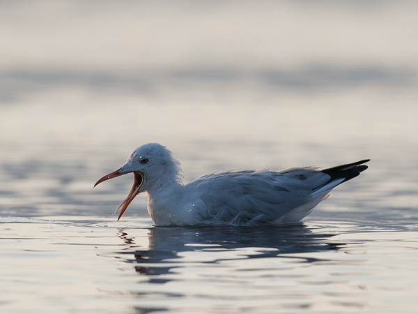Kaitanokkalokki, Slender-billed Gull, Larus genei
