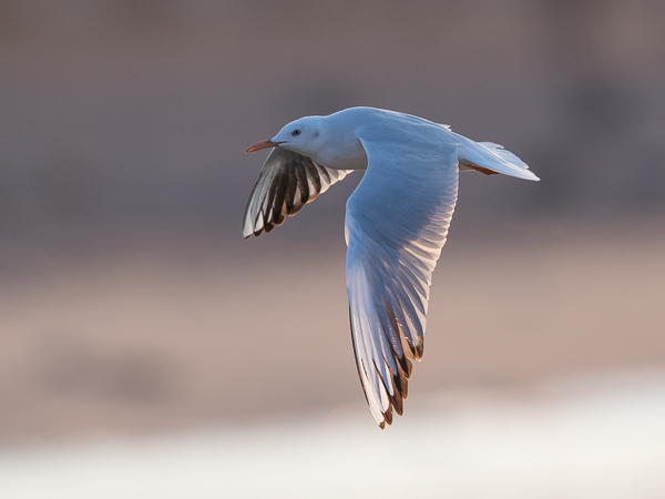 Kaitanokkalokki, Slender-billed Gull, Larus genei