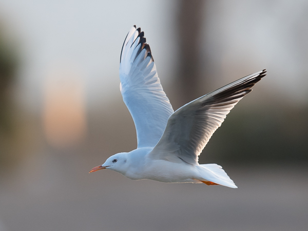 Kaitanokkalokki, Slender-billed Gull, Larus genei