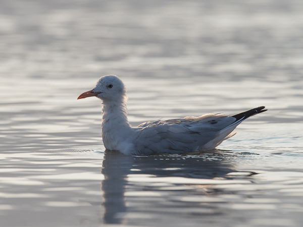 Kaitanokkalokki, Slender-billed Gull, Larus genei