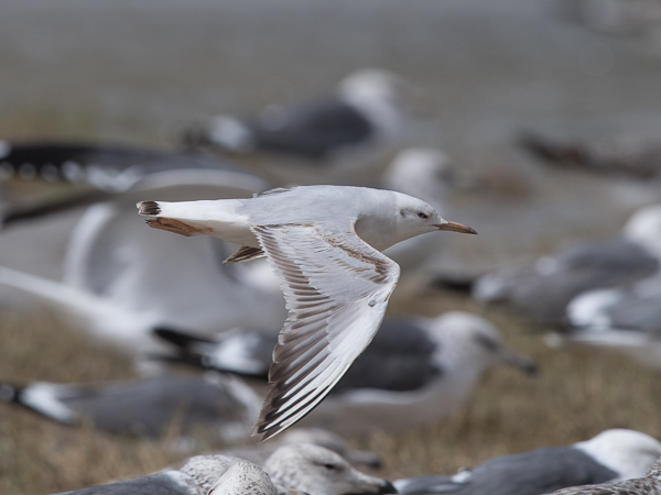 Kaitanokkalokki, Slender-billed Gull, Larus genei