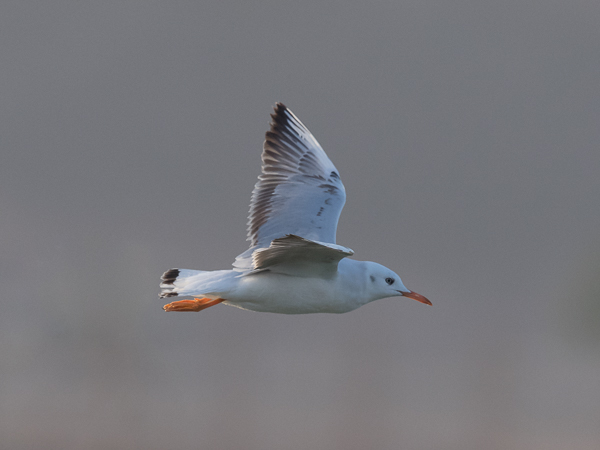Kaitanokkalokki, Slender-billed Gull, Larus genei