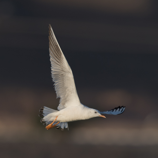Kaitanokkalokki, Slender-billed Gull, Larus genei