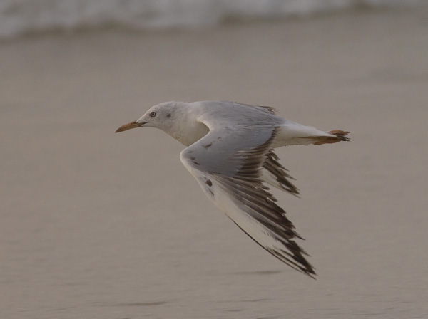 Kaitanokkalokki, Slender-billed Gull, Larus genei
