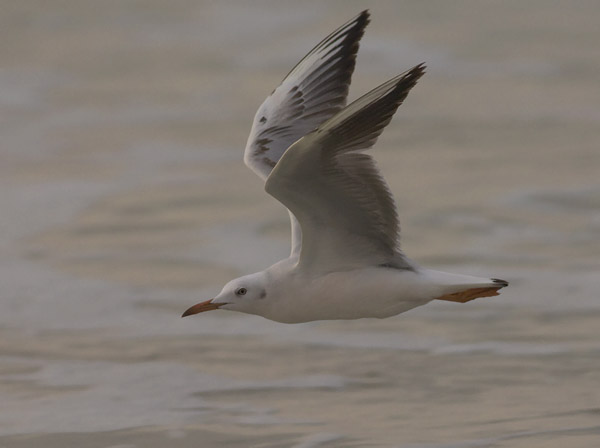 Kaitanokkalokki, Slender-billed Gull, Larus genei