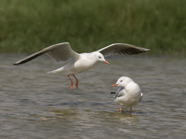 Kaitanokkalokki, Slender-billed Gull, Larus genei