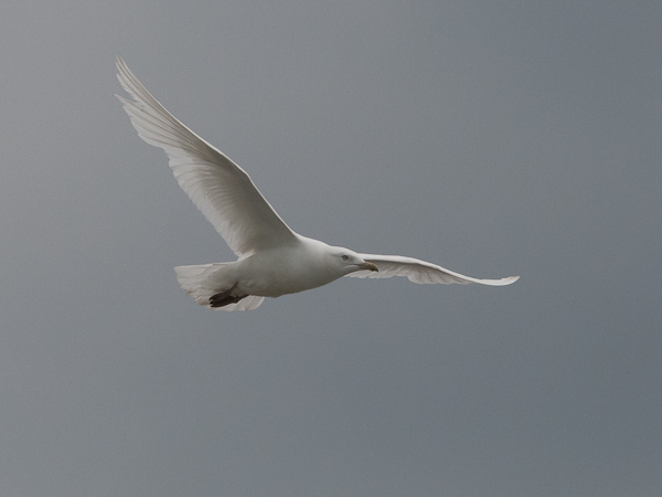 Grönlanninlokki, Iceland Gull, Larus glaucoides