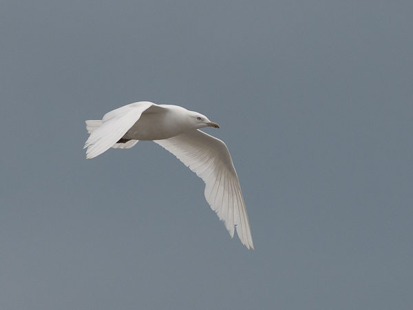 Grönlanninlokki, Iceland Gull, Larus glaucoides