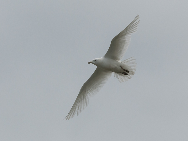 Grönlanninlokki, Iceland Gull, Larus glaucoides