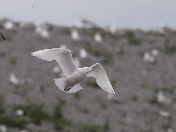 Grönlanninlokki, Iceland Gull, Larus glaucoides