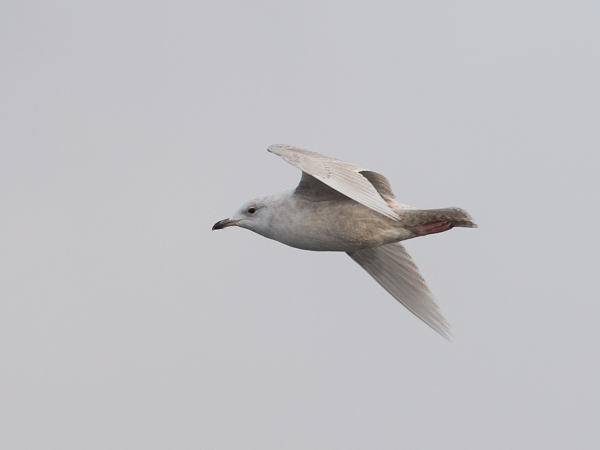 Grönlanninlokki, Iceland Gull, Larus glaucoides