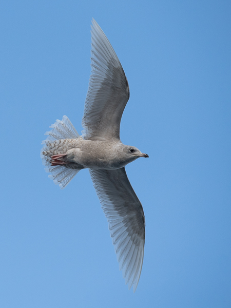 Grönlanninlokki, Iceland Gull, Larus glaucoides
