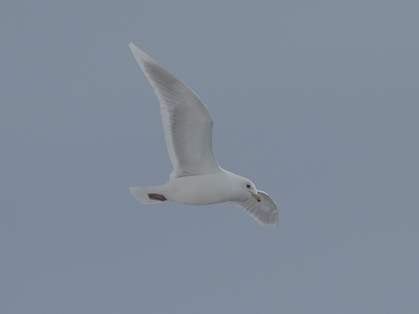 Grönlanninlokki, Iceland Gull, Larus glaucoides