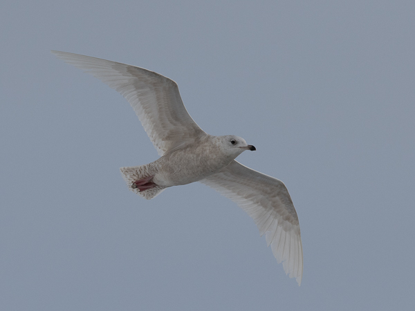 Grönlanninlokki, Iceland Gull, Larus glaucoides