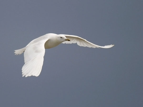 Grönlanninlokki, Iceland Gull, Larus glaucoides