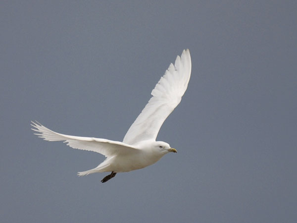 Grönlanninlokki, Iceland Gull, Larus glaucoides