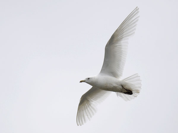 Grönlanninlokki, Iceland Gull, Larus glaucoides