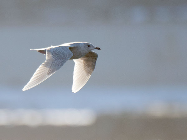 Grönlanninlokki, Iceland Gull, Larus glaucoides