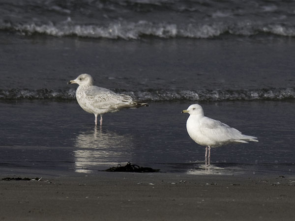 Grönlanninlokki, Iceland Gull, Larus glaucoides