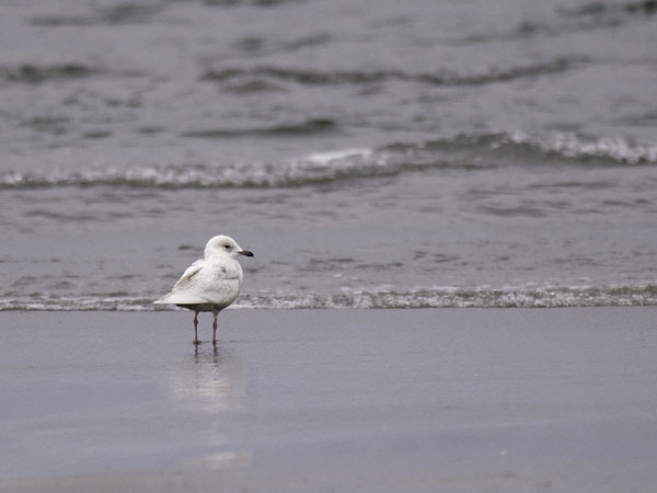 Grönlanninlokki, Iceland Gull, Larus glaucoides