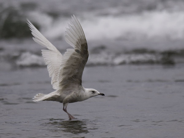 Grönlanninlokki, Iceland Gull, Larus glaucoides