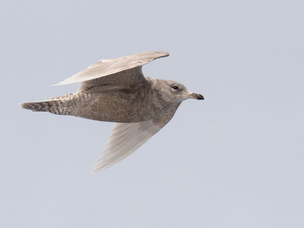 Grönlanninlokki, Iceland Gull, Larus glaucoides