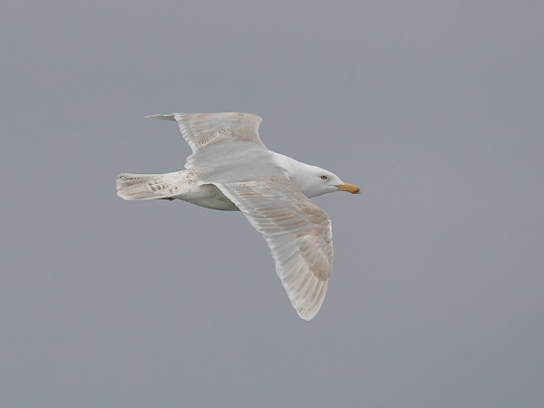 Isolokki, Glaucous Gull, Larus hyperboreus
