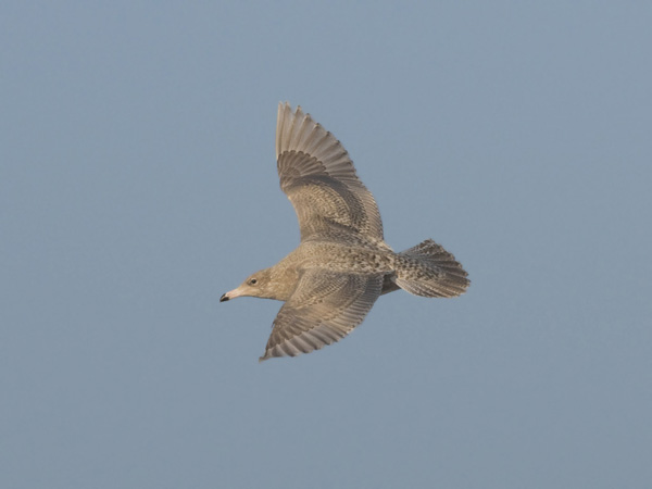 Isolokki, Glaucous Gull, Larus hyperboreus