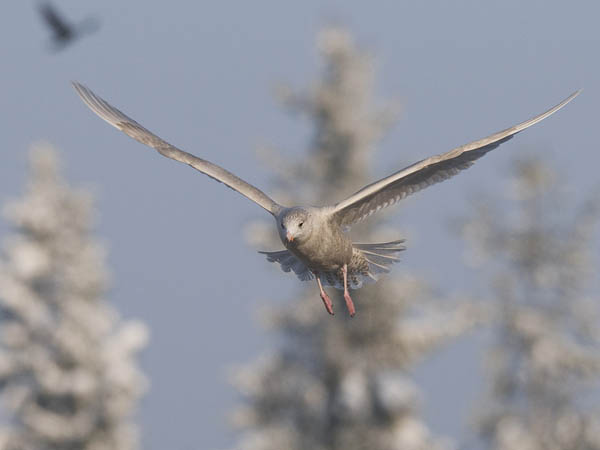 Isolokki, Glaucous Gull, Larus hyperboreus
