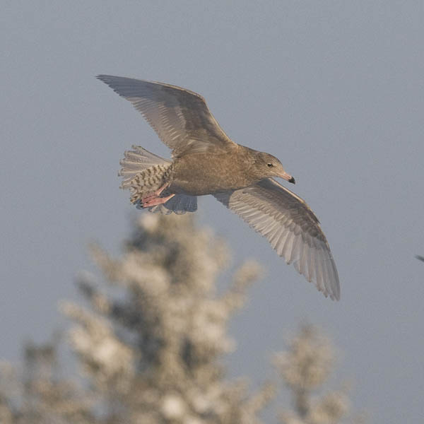 Isolokki, Glaucous Gull, Larus hyperboreus