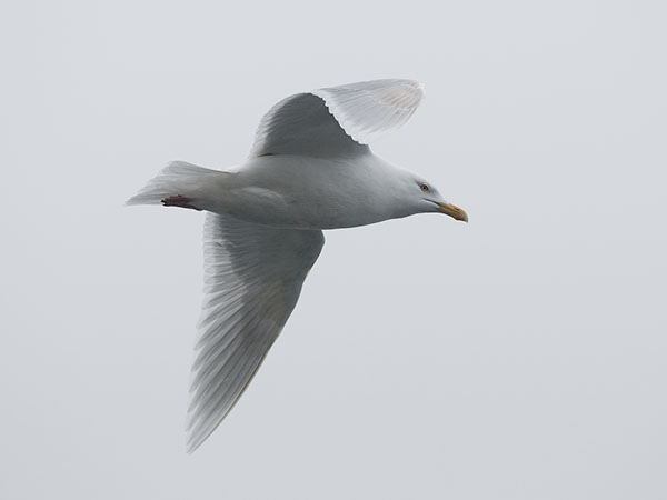 Isolokki, Glaucous Gull, Larus hyperboreus