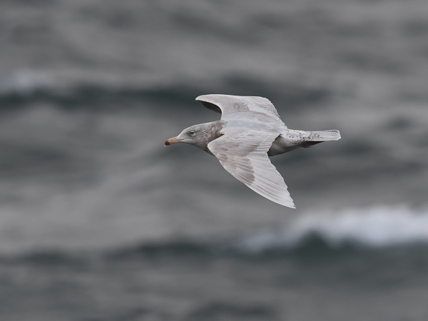 Isolokki, Glaucous Gull, Larus hyperboreus