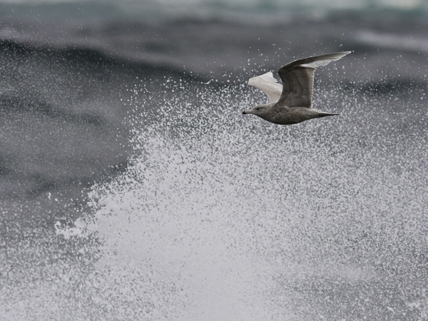 Isolokki, Glaucous Gull, Larus hyperboreus