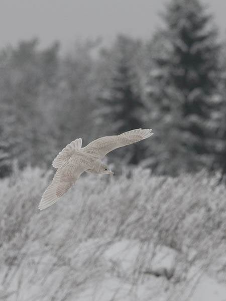 Isolokki, Glaucous Gull, Larus hyperboreus
