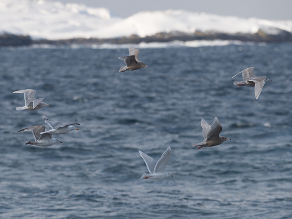 Isolokki, Glaucous Gull, Larus hyperboreus