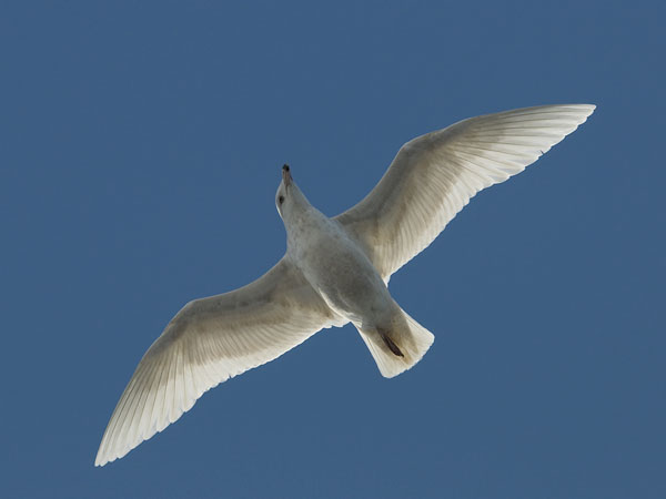 Isolokki, Glaucous Gull, Larus hyperboreus