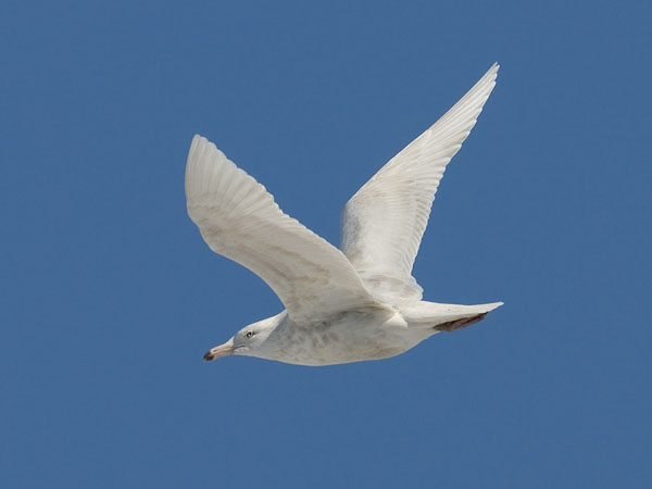 Isolokki, Glaucous Gull, Larus hyperboreus