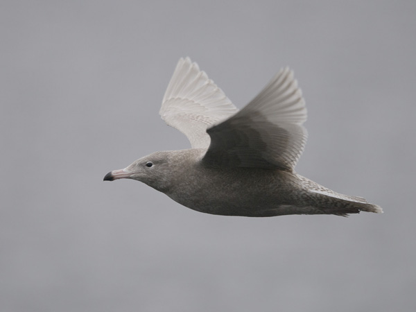 Isolokki, Glaucous Gull, Larus hyperboreus