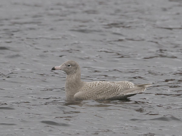 Isolokki, Glaucous Gull, Larus hyperboreus