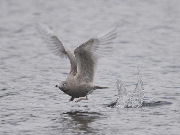 Isolokki, Glaucous Gull, Larus hyperboreus