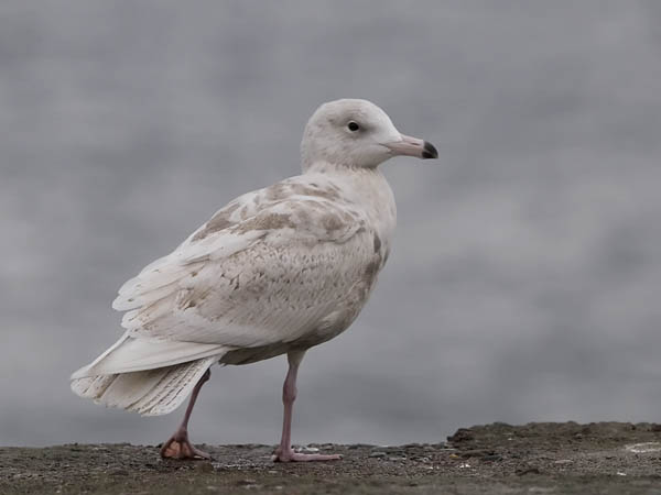 Isolokki, Glaucous Gull, Larus hyperboreus