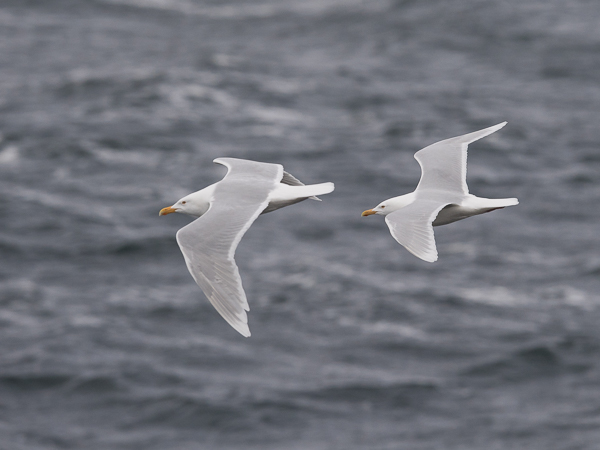 Isolokki, Glaucous Gull, Larus hyperboreus
