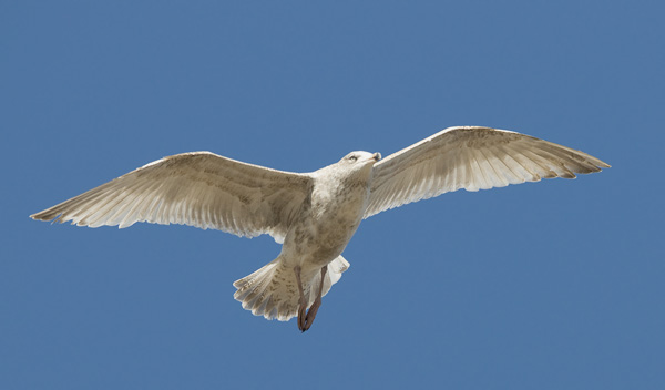 Isolokki, Glaucous Gull, Larus hyperboreus