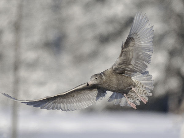 Isolokki, Glaucous Gull, Larus hyperboreus