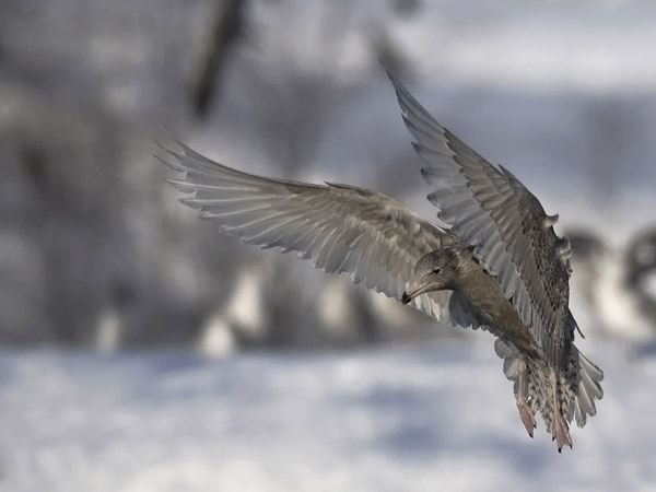 Isolokki, Glaucous Gull, Larus hyperboreus