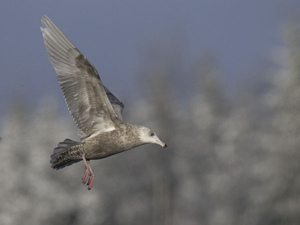 Isolokki, Glaucous Gull, Larus hyperboreus